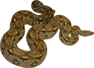Boa constrictor