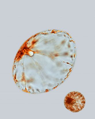One big and one little Pyrocystis noctiluca