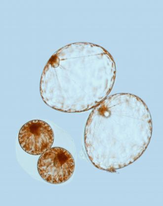 Two big and two little Pyrocystis noctiluca