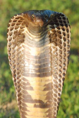 The Pakistan black cobra