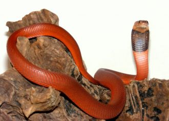 Sudanese red spitting cobra