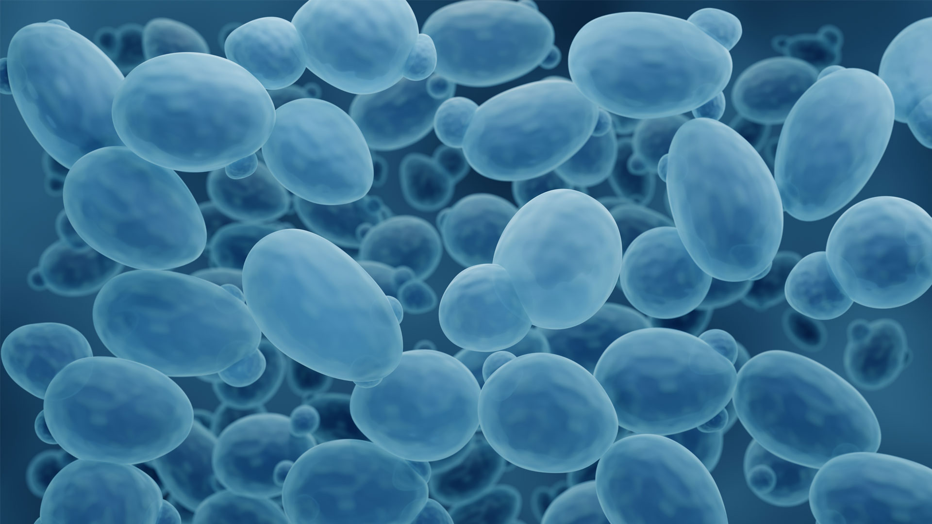 By comprehensively reviewing all the existing literature on methylation, scientists from UNSW came to the conclusion that the system has essentially been completely understood in the model organism yeast. Photo: Shutterstock/ART-ur