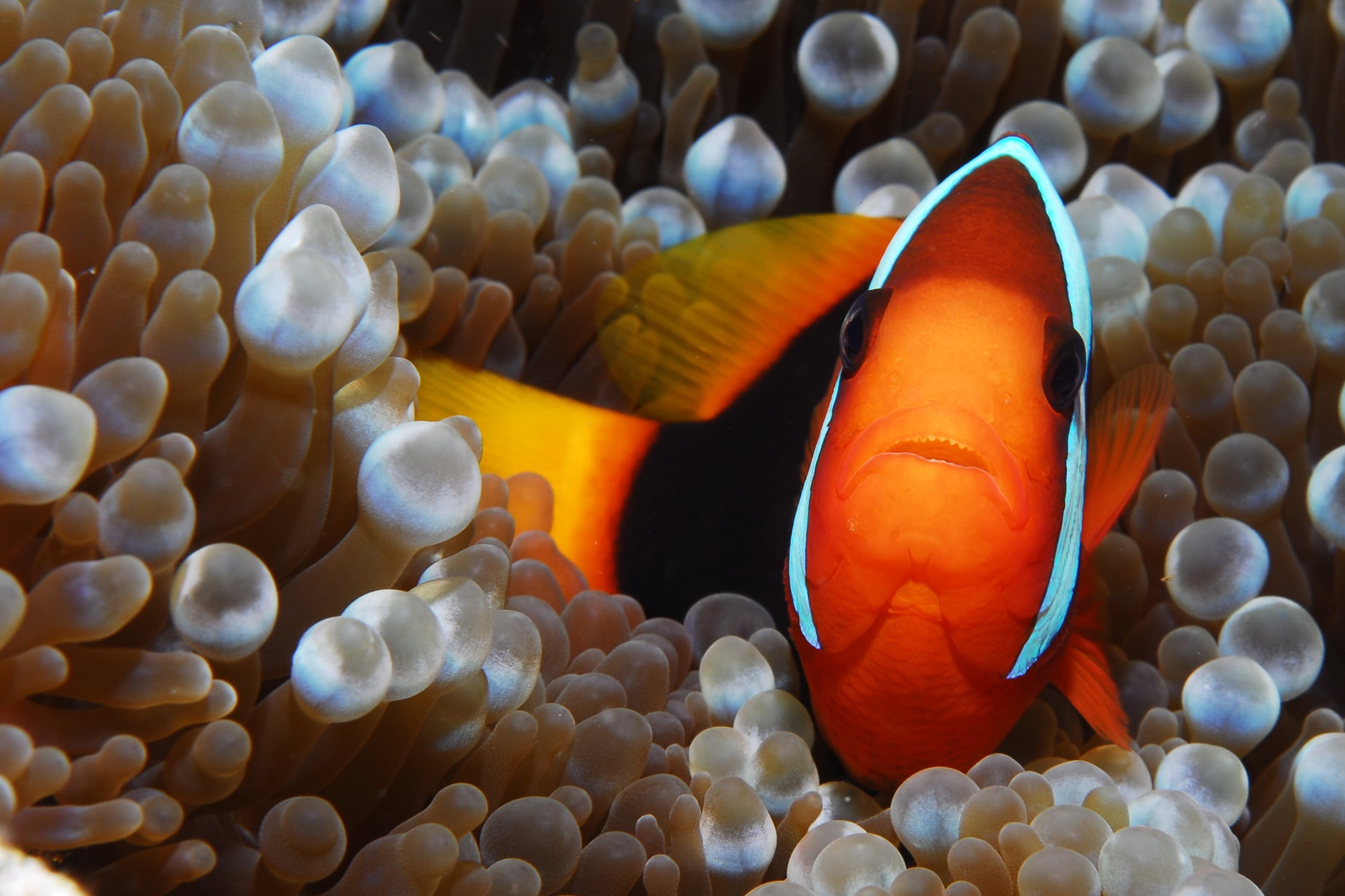 CC-0. https://www.pickpik.com/fish-clown-diving-nemo-underwater-sea-life-143143