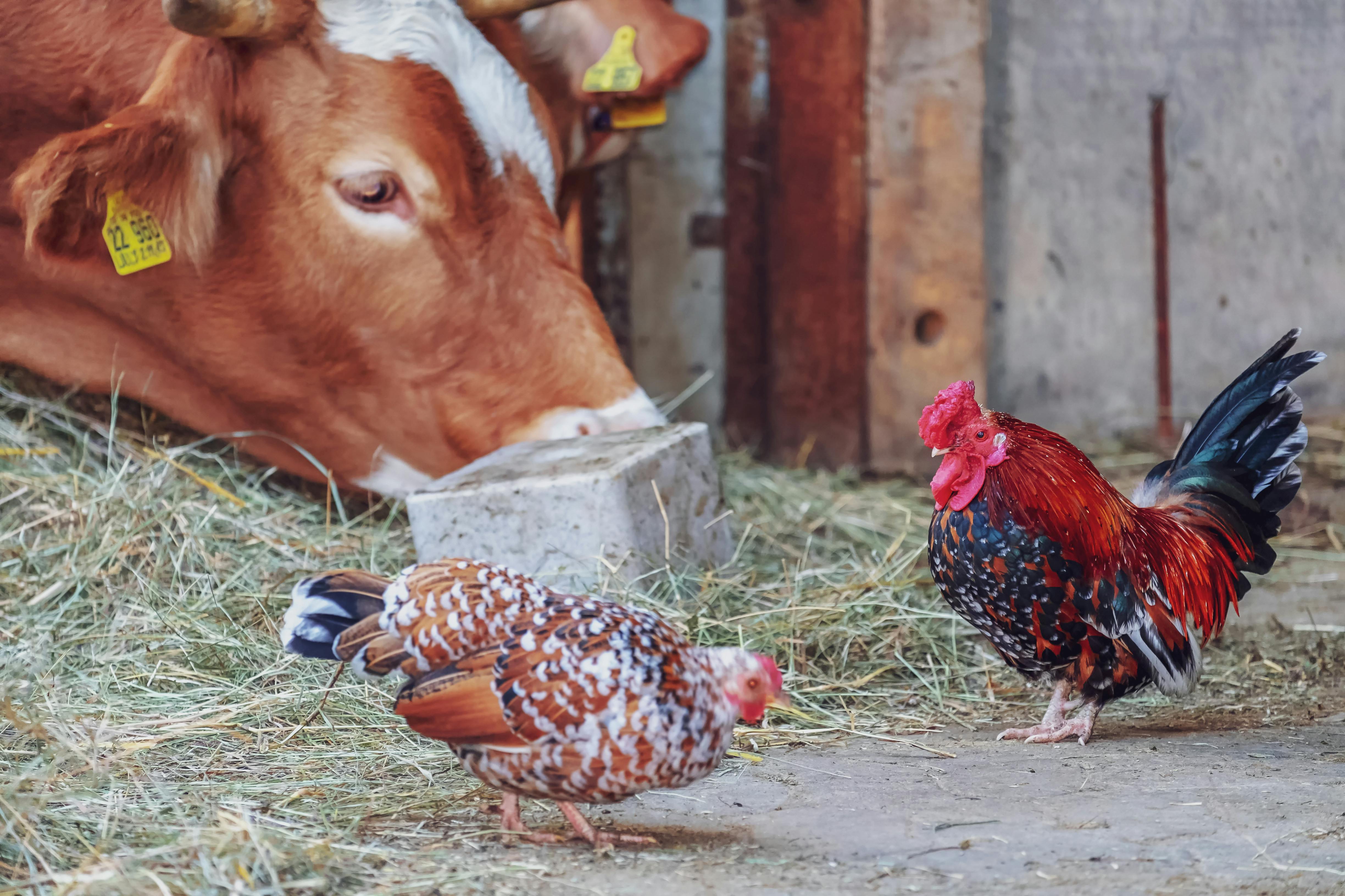 CC-0. https://www.pexels.com/photo/chickens-with-cow-in-the-background-7202568/