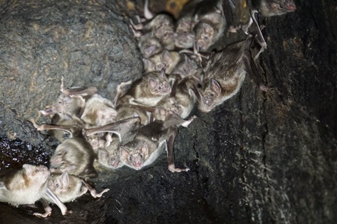 PLOS Biology Vampire Bats