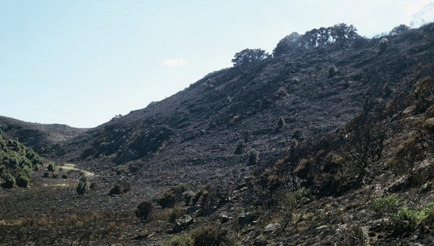 1974 fire, camp/hut valley, Moutohorā (Whale Island) (N. Hellyer, DOC file photo; Christensen 2019).