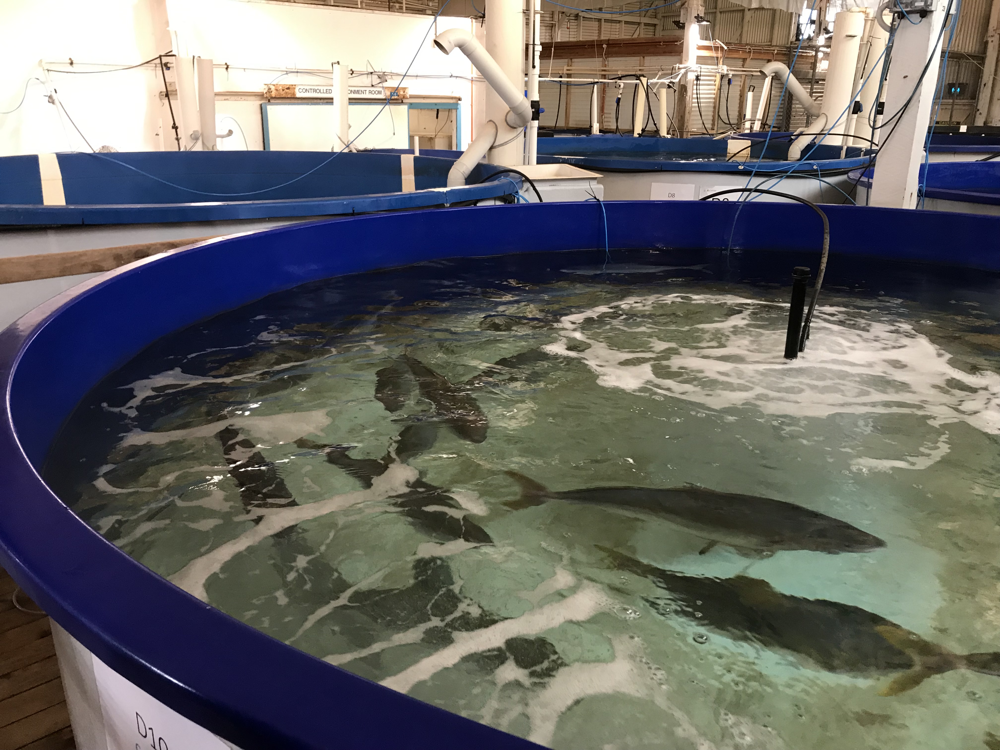 Aquaculture research underway