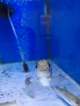 Fish in research study