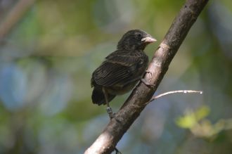 Darwin finch