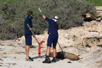 How hair dye is helping conservation of WA’s sea lion population 