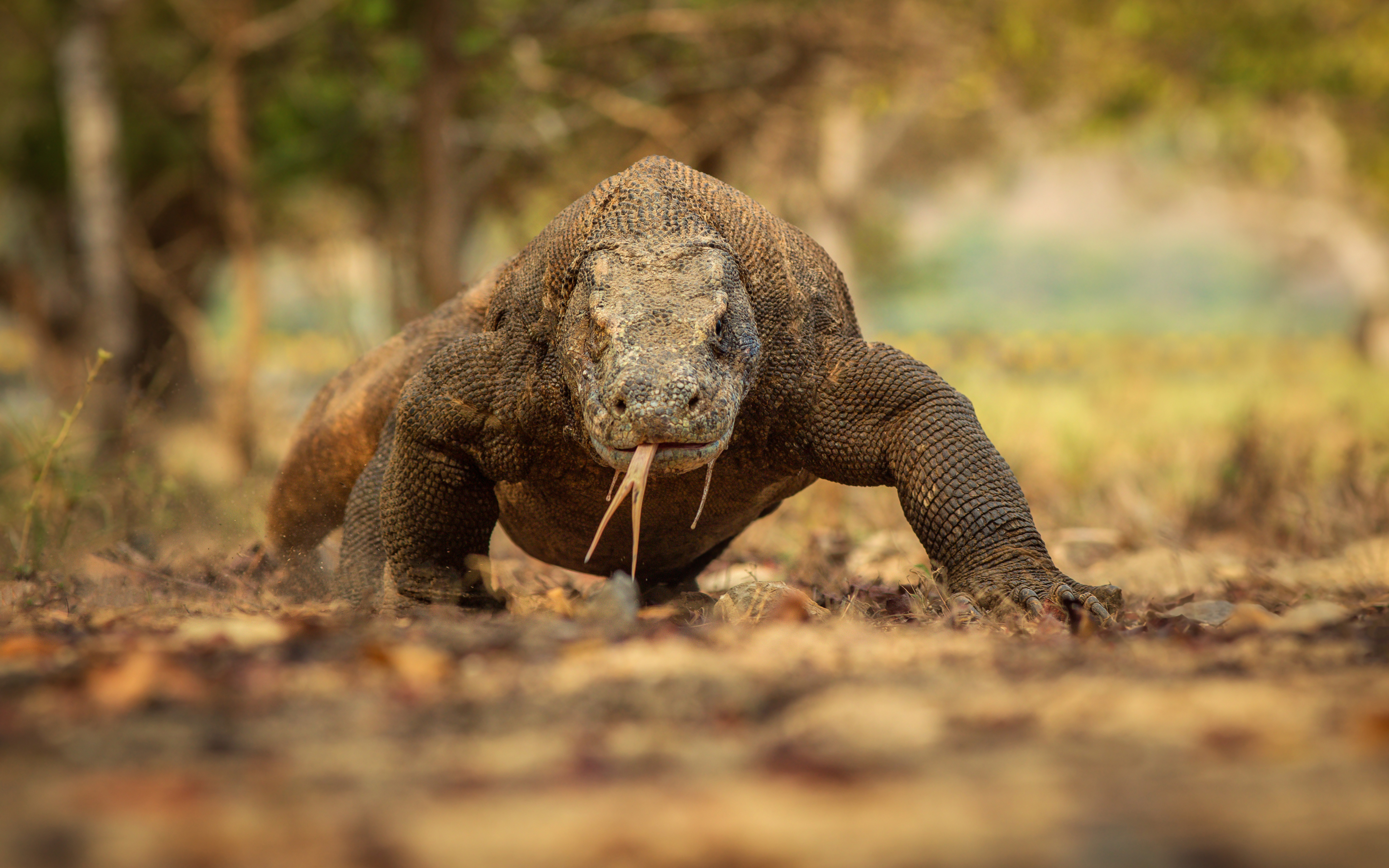Komodo dragon in Indonesia