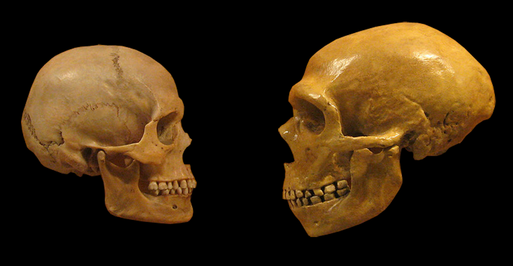 Sapiens_neanderthal_comparison_en_blackbackground By hairymuseummatt (original photo), DrMikeBaxter (derivative work) CC BY-SA 2.0