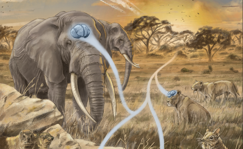 Smaers et al. / Science Advances