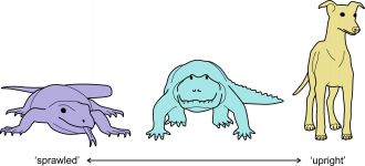 Land animals exhibit a continuum of limb postures 