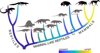 Evolutionary interrelationships of the modern & extinct species