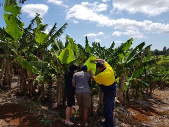 Detecting Banana Bunchy Top Virus 