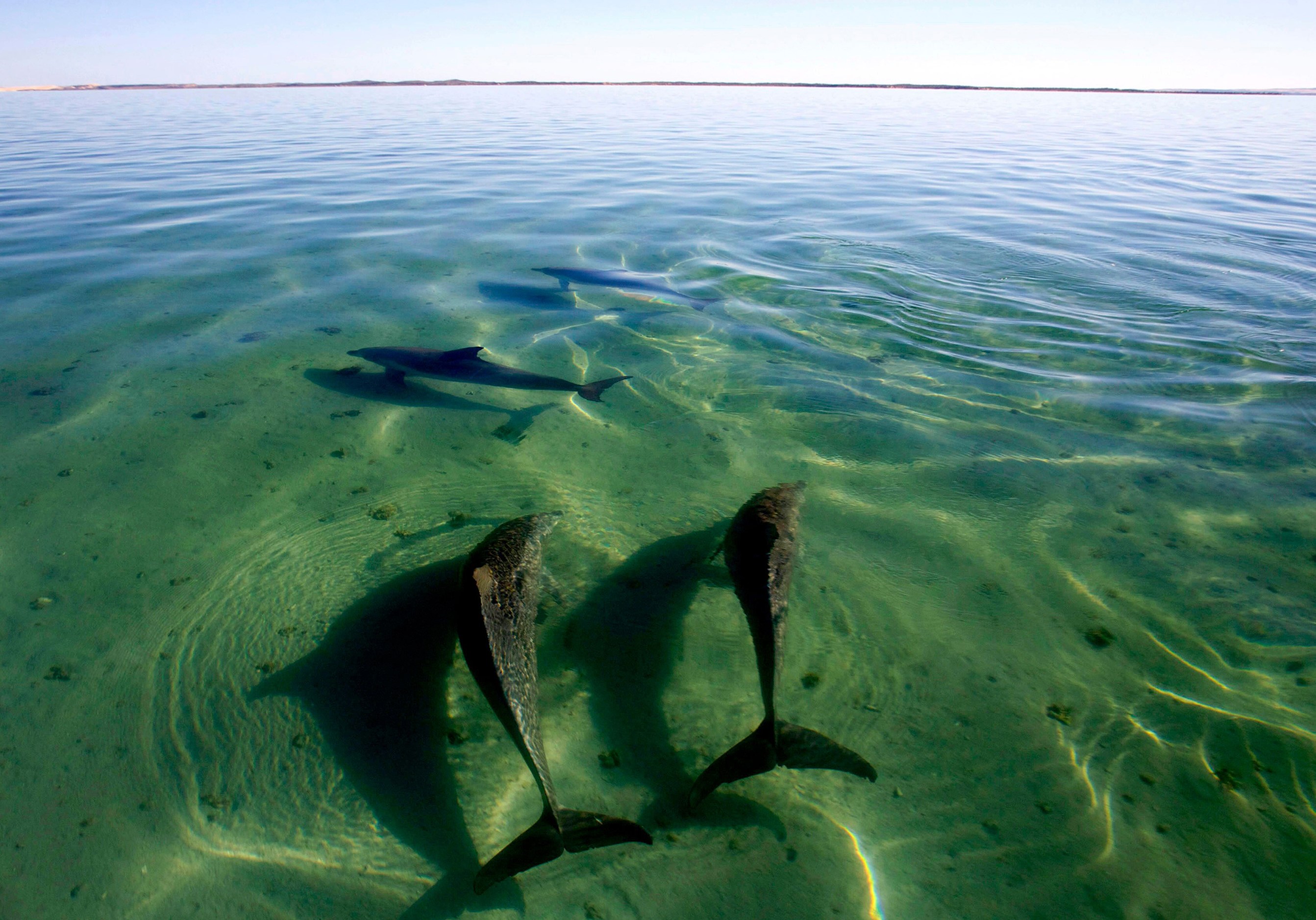 Ole, Denada, Salsa and consort, Useless Inlet. Photo: Simon Allen