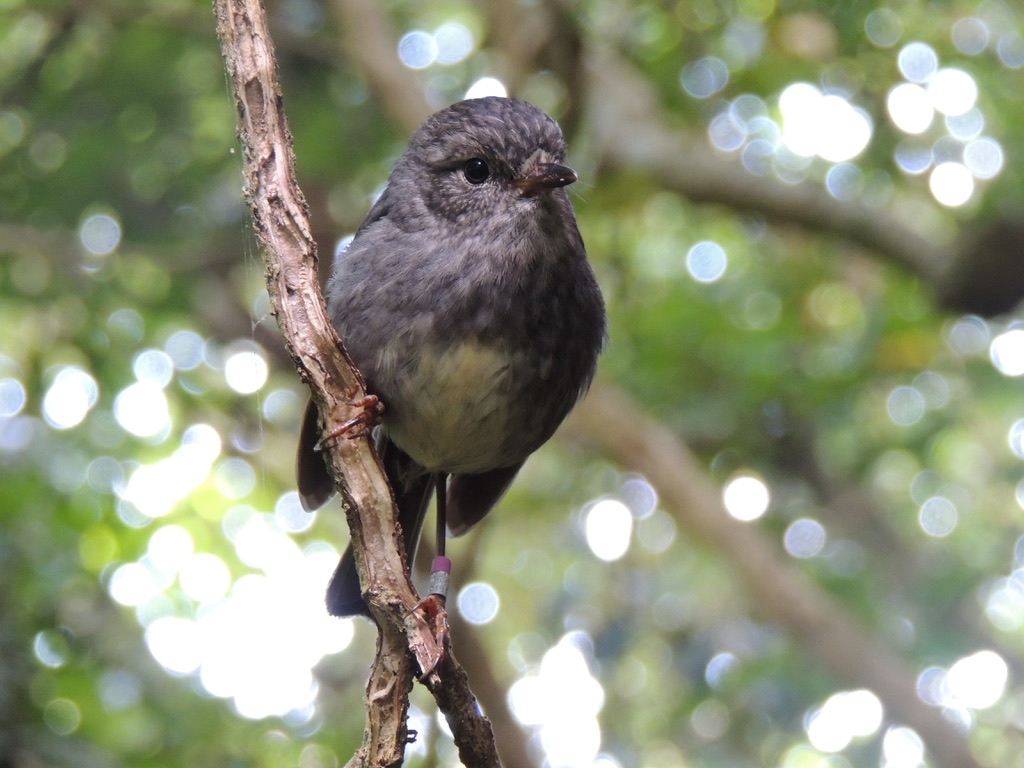 PHOTO: Dr Tas Vámos