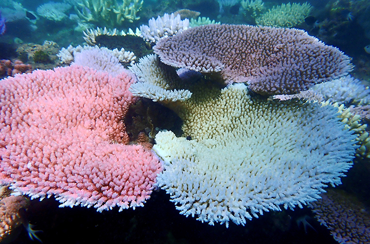 Various degrees of bleaching in corals next to each other at Lizard Island on Great Barrier Reef_credit Melissa Naugle