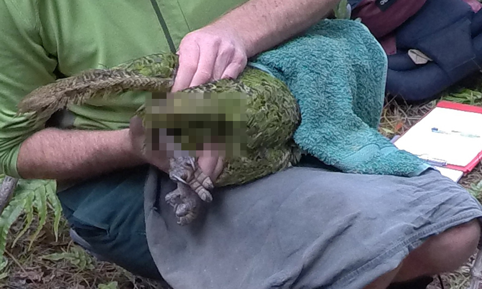 Semen collection in kākāpō using abdominal massage technique. Image from study by Fischer et al. (censored by SMC NZ)