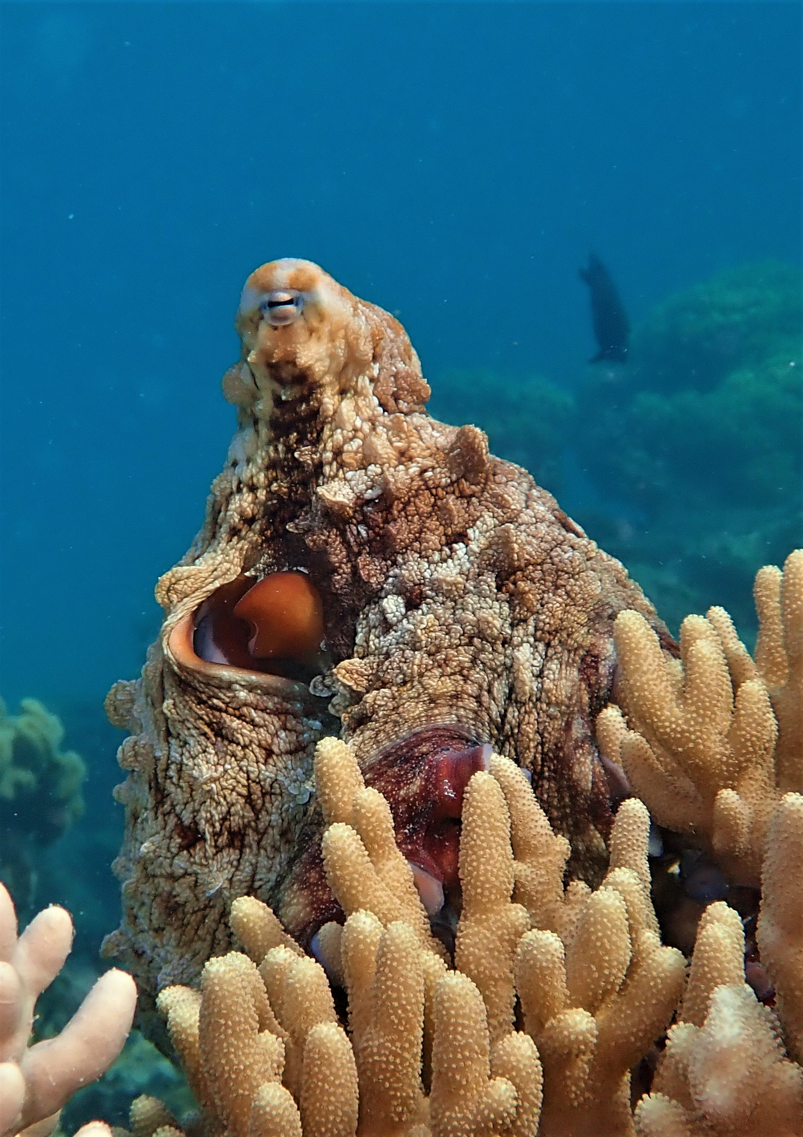A day reef octopus (Octopus cyanea). Image: Dr Wen-sung Chung. 