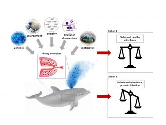 Composition of dolphin airway bacteria