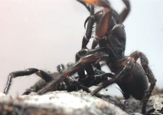 Sydney funnel-web spiders
