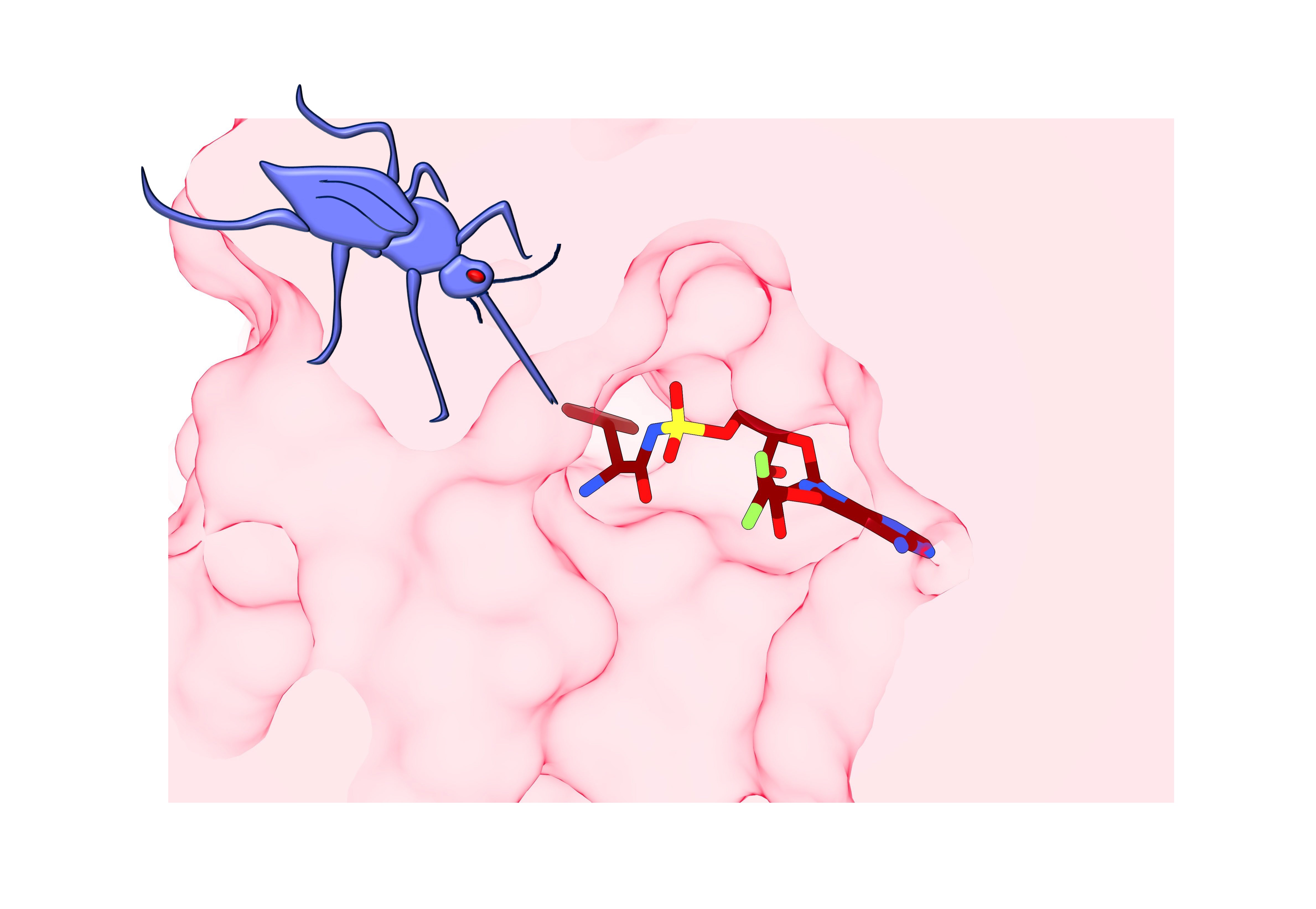 Caption: Diagrammatic representation of the target of a new antimalarial compound, ML901 (coloured structure), that shows highly specific and potent inhibition of the malaria parasite but is non-toxic to mammalian cells. Image generated by Leann Tilley and Riley Metcalfe.