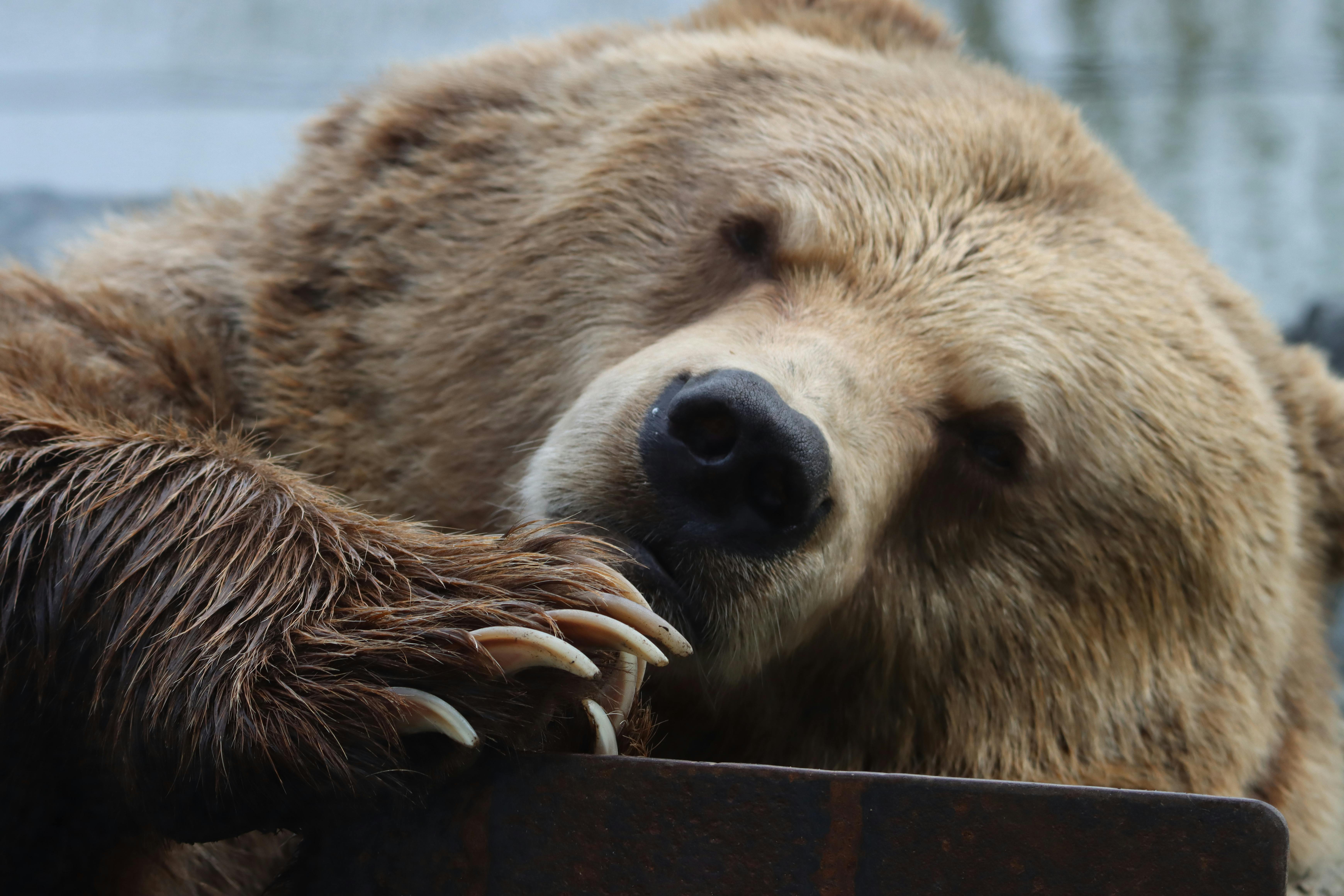 CC-0. https://www.pexels.com/photo/close-up-shot-of-a-grizzly-bear-5732610/