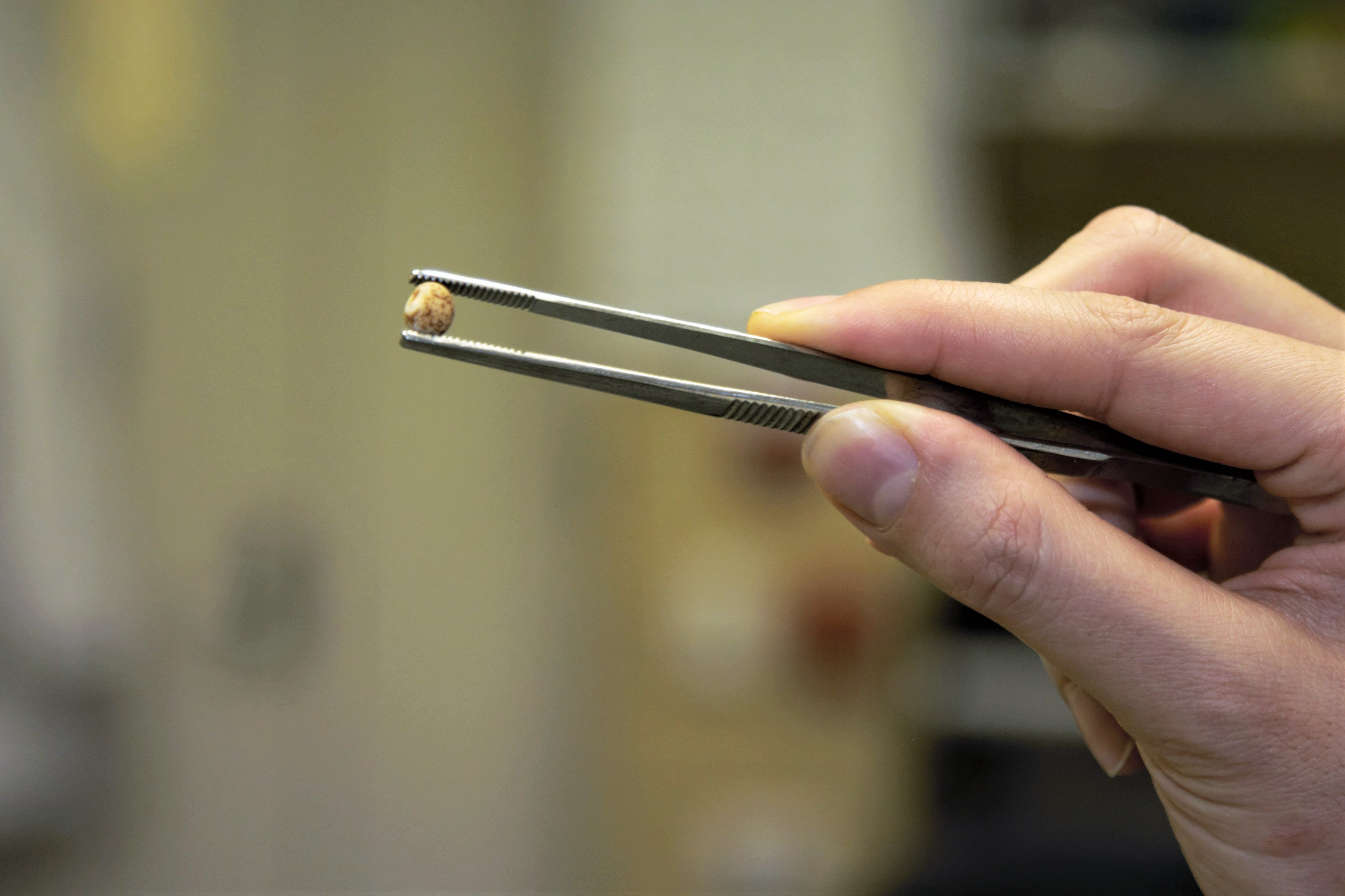 A lupin seed.  Credit Edith Cowan University