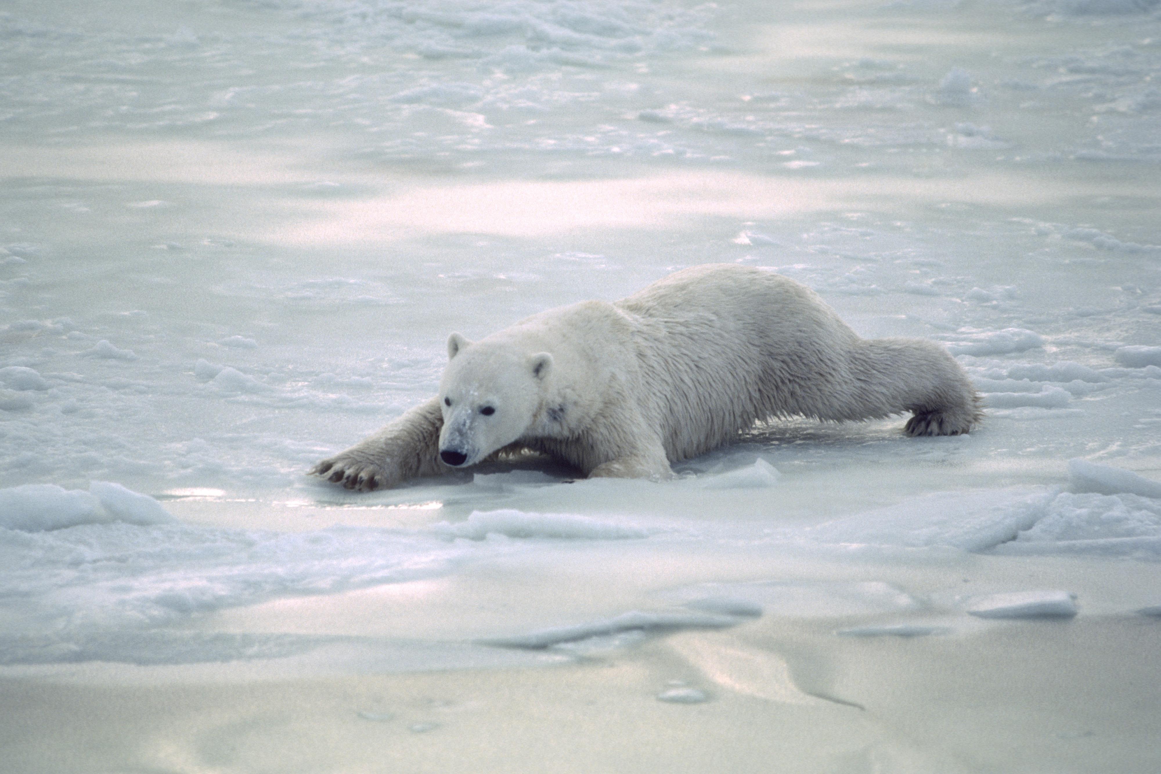 Polar bear moving over thin ice, showing how bears walk with legs spread apart in this situation. Cape Churchill, Hudson Bay, November 1989. Credit: Dan Guravich/Polar Bears International.