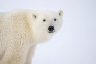 Polar bear ashore in the Western Hudson Bay.