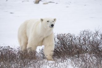 Polar bear ashore in the Western Hudson Bay 