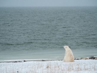 Polar bear on shoreline during ice-free season