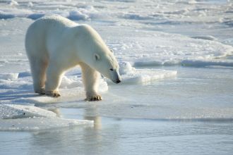 Polar bear moving over thin ice