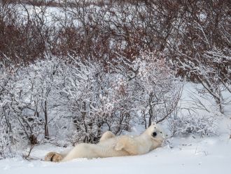 Polar bear ashore in Hudson Bay