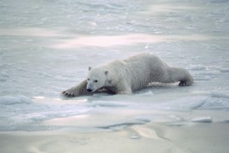 Polar bear moving over thin ice