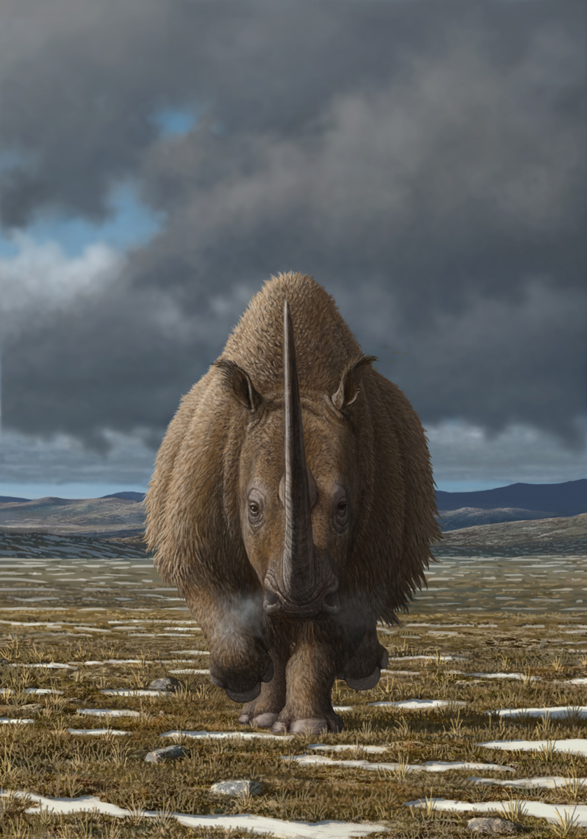 Woolly rhinoceroses were once widely distributed across northern and central Eurasia, before going extinct some 10,000 years ago. Image credit: Mauricio Anton.