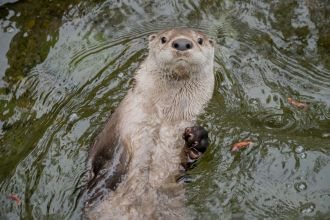 North American river otter (Lontra canadensis).