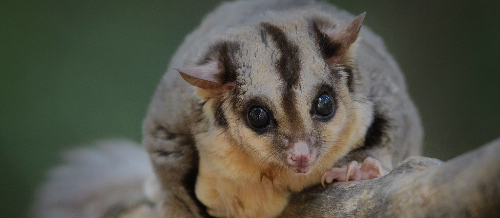 Australian squirrel glider (Petaurus norfolcensi). Photo by Paul Balfe (Creative Commons)