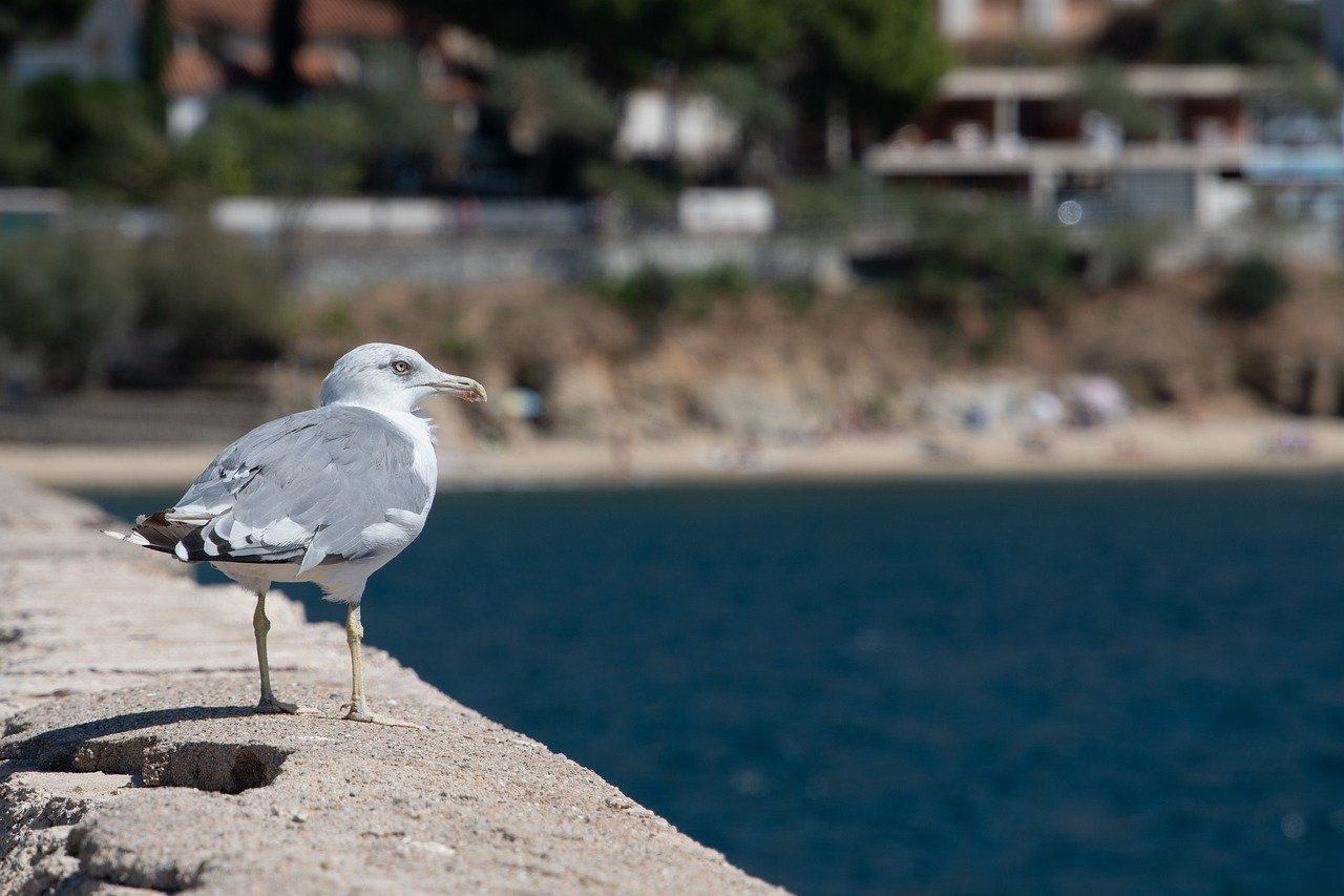 Photo by Freddy via Pixabay