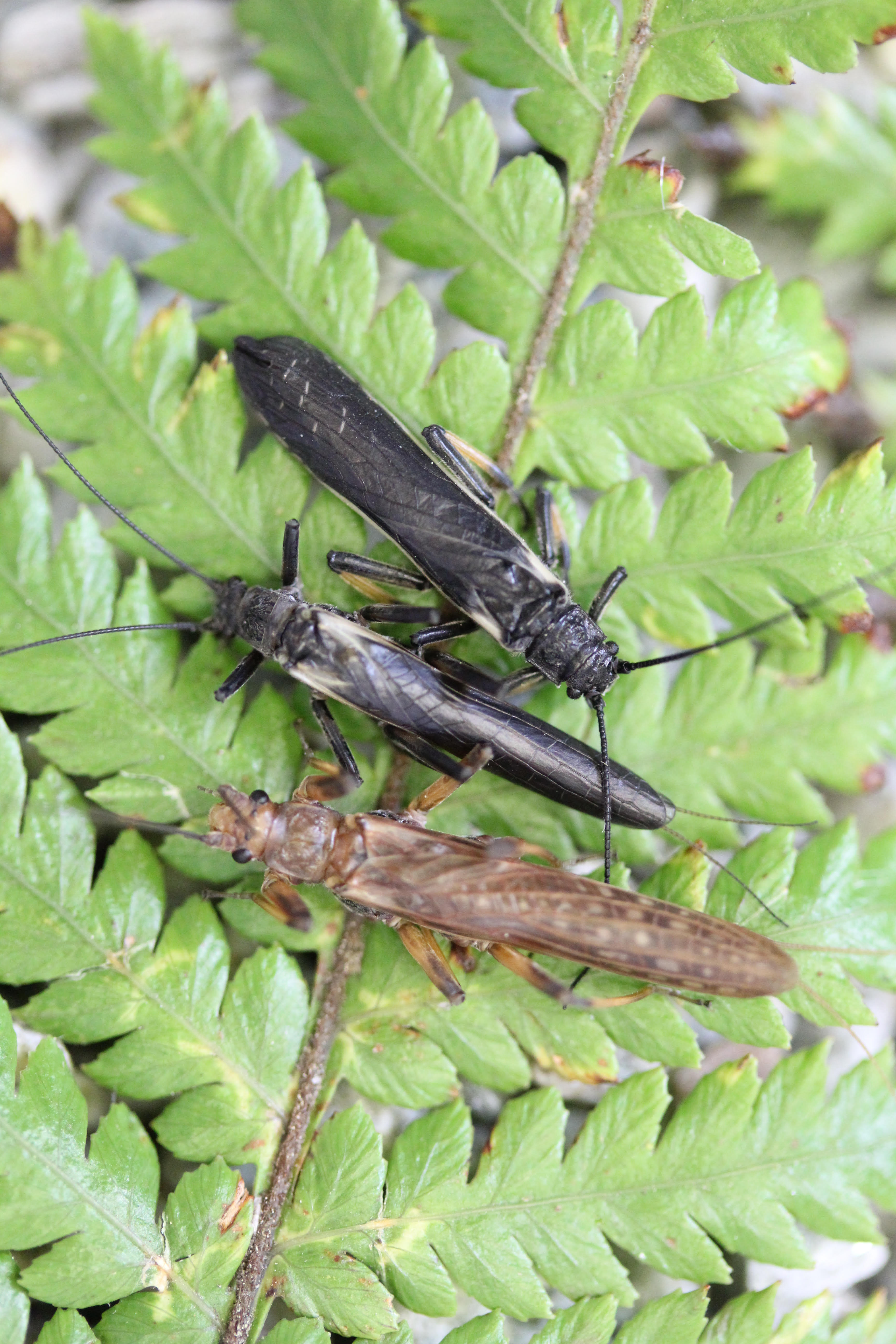 Dark coloured Zelandoperla stoneflies (middle) mimic the poisonous Austroperla (left), which are abundant in forests. Recent forest clearance has eliminated Austroperla from many regions of NZ. In response, Zelandoperla populations have quickly evolved lighter colouration (right). Image supplied by the authors.