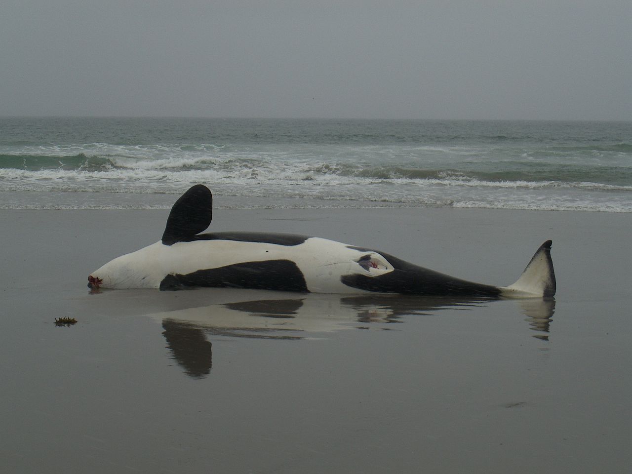 Dead killer whale on the beach of Varangerhalvøya, Norway - by kalev kevad on Flickr