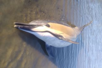 Common dolphin