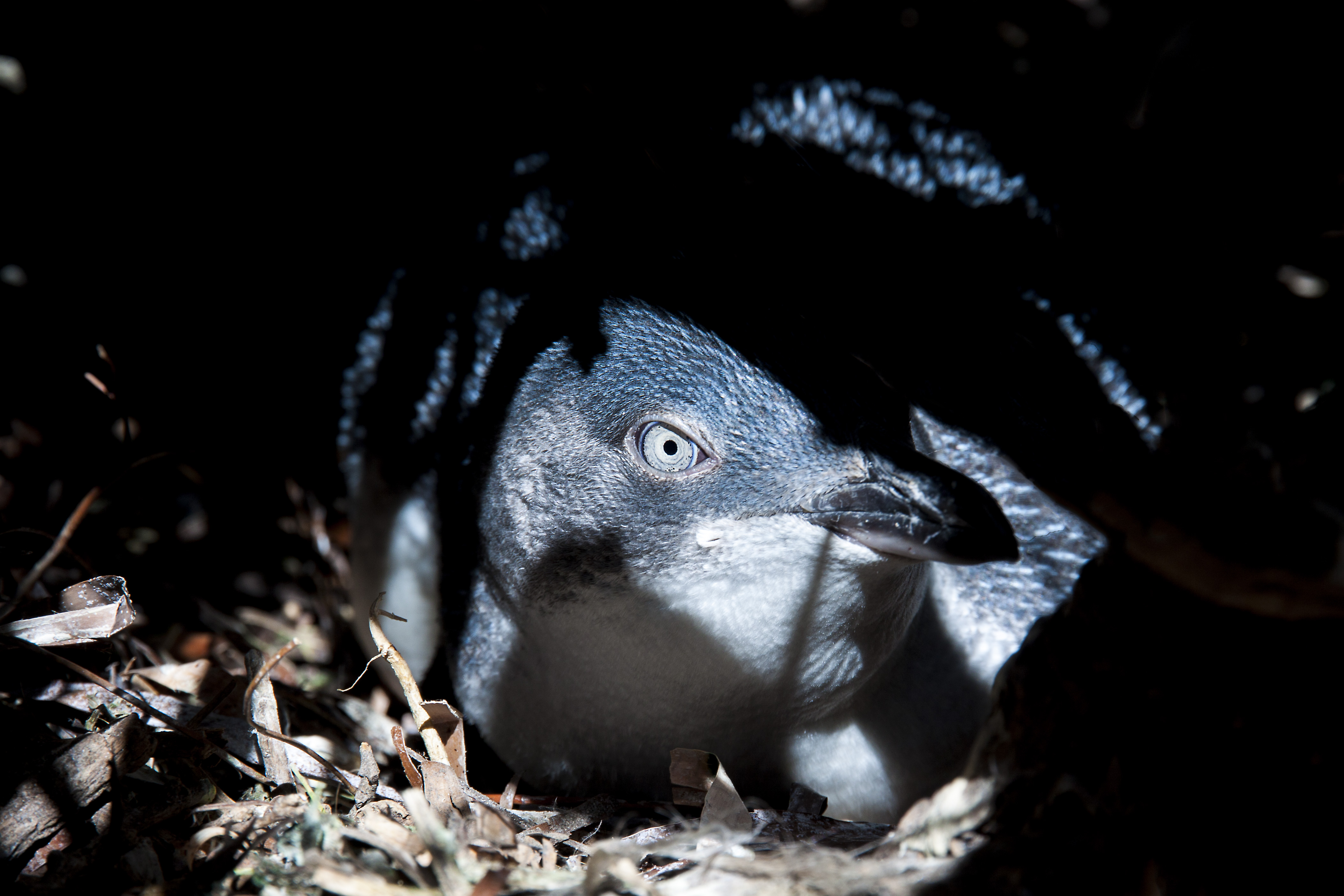 Little Penguin pictured on South Australia's Troubridge Island. Photo courtesy D. Colombelli-Négrel (Flinders University)