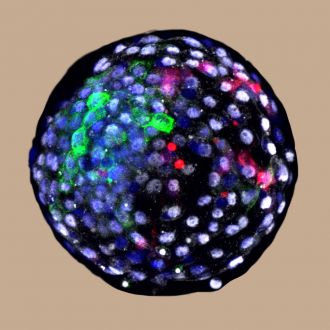 Chimera Blastocyst 