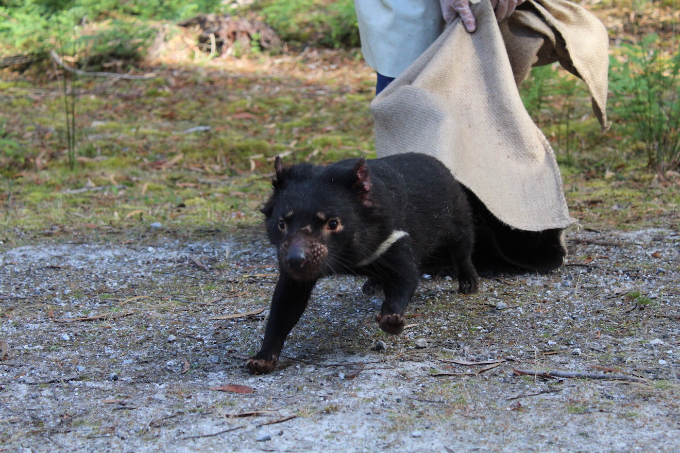 Photo: Ariana Ananda.