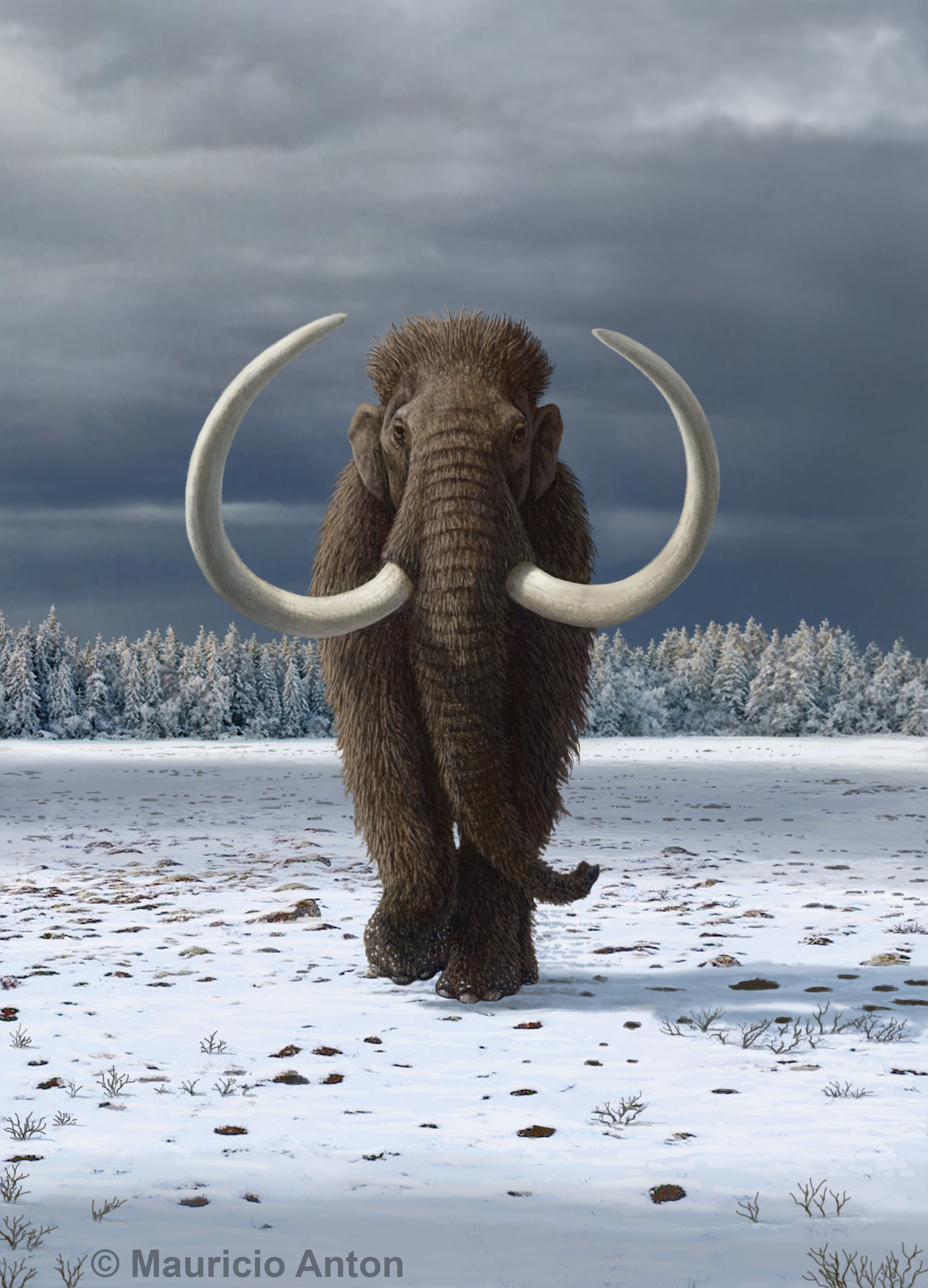 Woolly mammoths persisted in Siberia until the mid-Holocene.  Credit Mauricio Anton https://mauricioanton.wordpress.com/