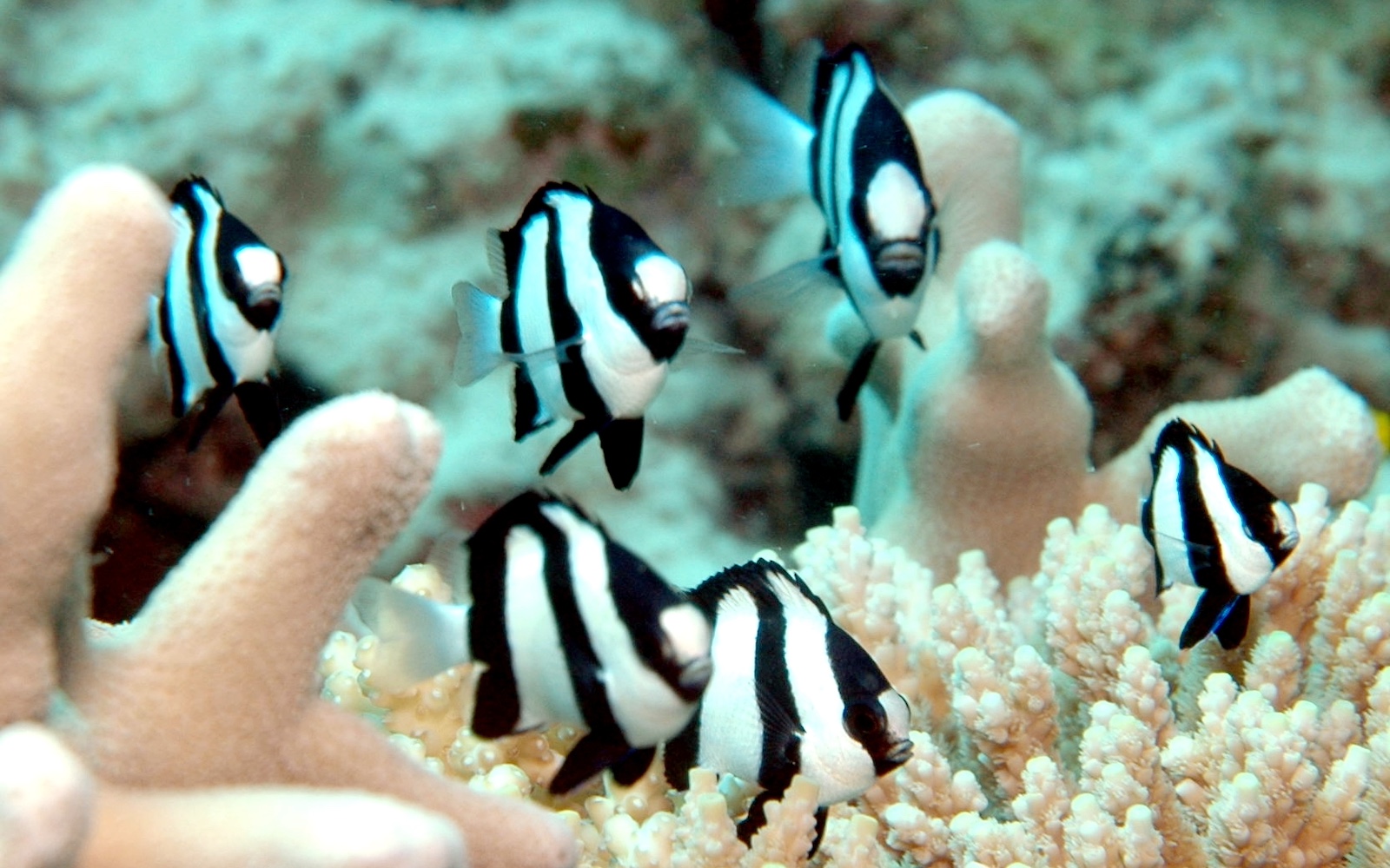 Dascyllus aruanus, Great Barrier Reef, Cairns, Australia  Credit Leonard Low CC2.0