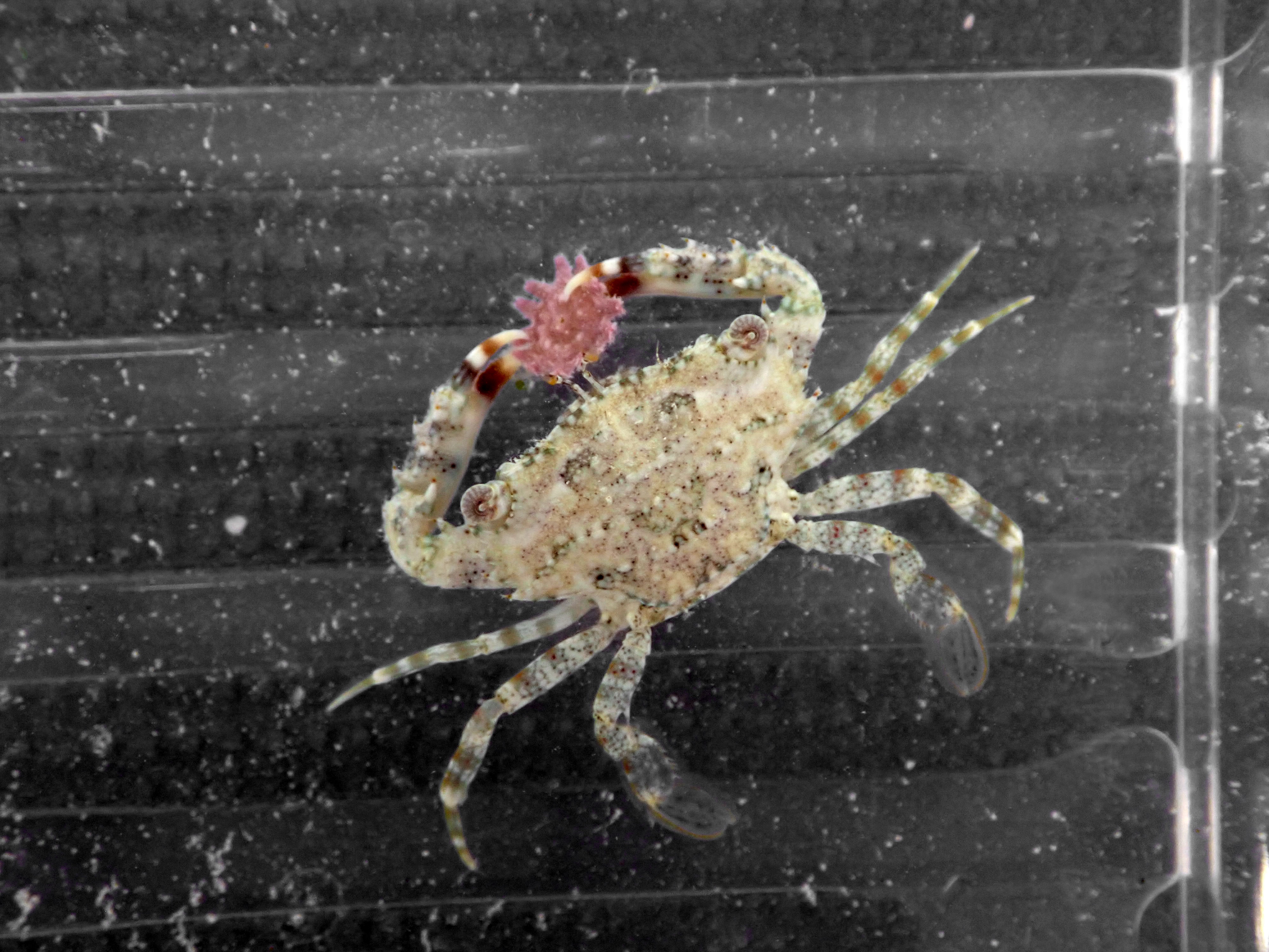 The swimming crab (Thalamita quadrilobata) consuming a juvenile crown-of-thorns sea star in an aquarium experiment (credit: K Wolfe)